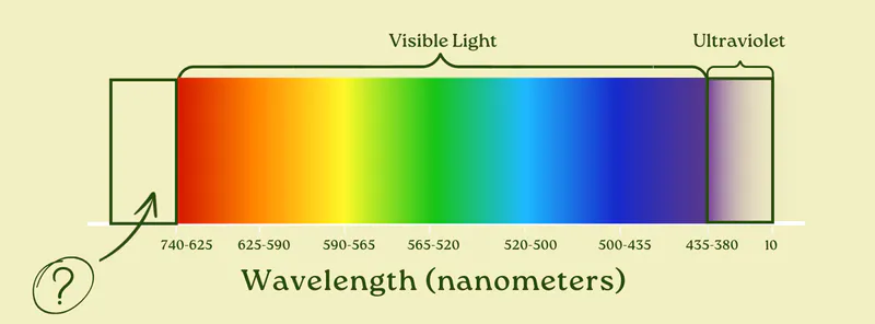 Spectrum diagram labeling visible light and ultraviolet, with a question-mark box beyond the red end at longer wavelengths
