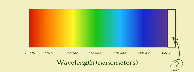 Visible light spectrum with an empty box and question mark just past the violet end, asking what lies beyond 380 nanometers