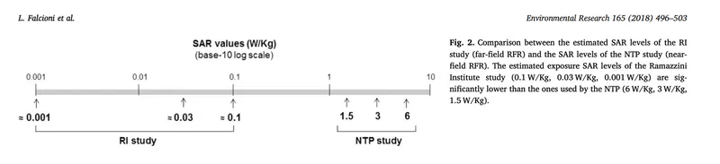 Comparison chart showing the estimated SAR levels of the Ramazzini Institute study (far-field RFR) and the SAR levels of the NTP study (near-field RFR), demonstrating that Ramazzini levels were significantly lower