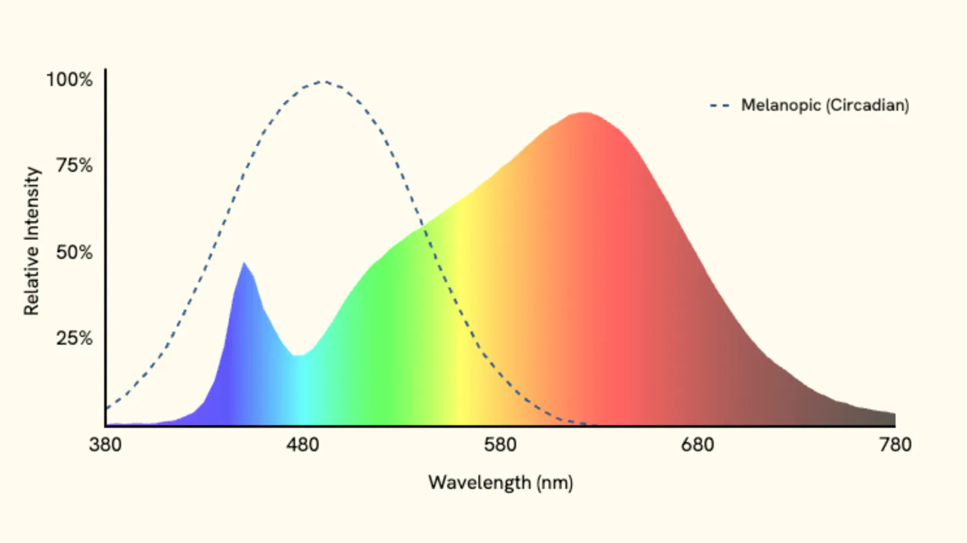 Warm-white LED spectrum overlaid with the dashed melanopic curve, showing the blue spike falls in the melanopic range