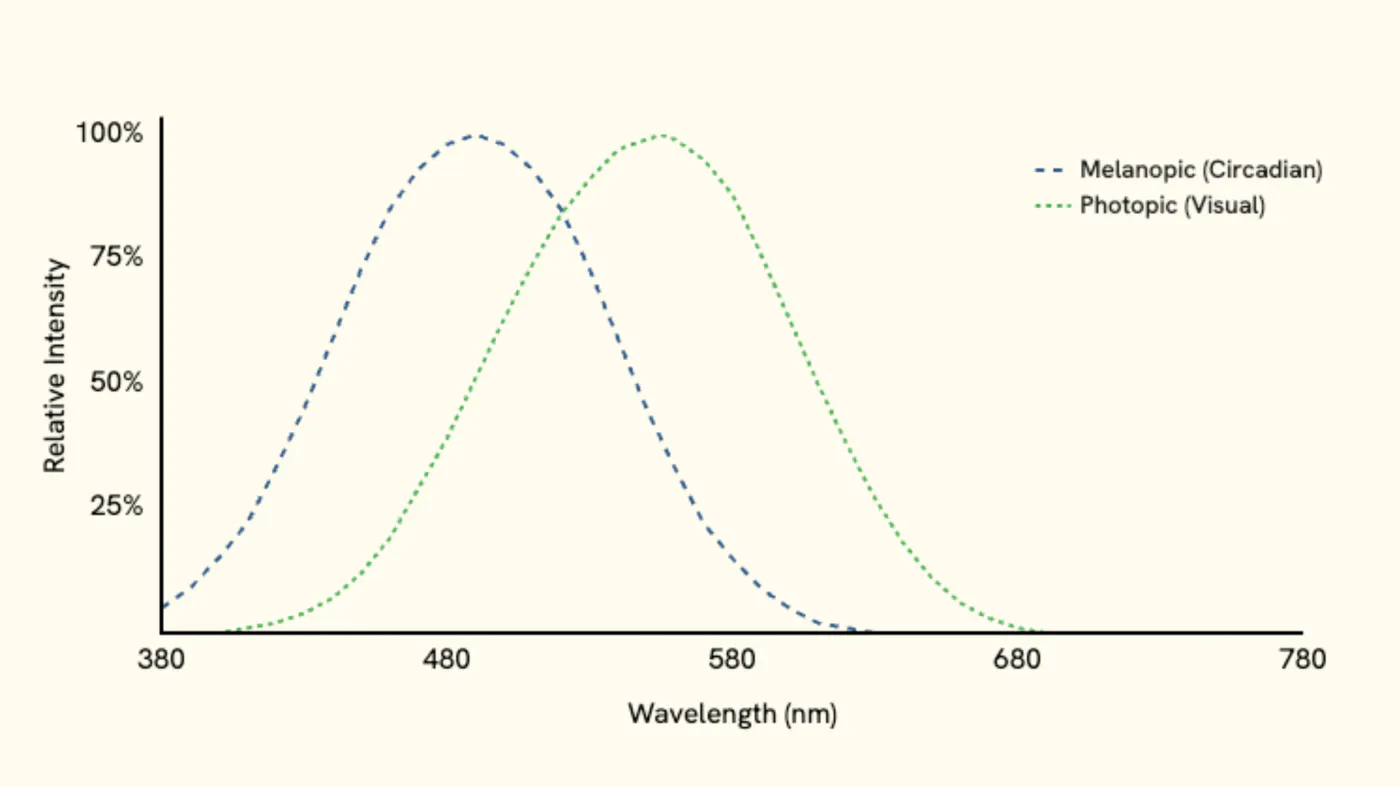 Chart of two sensitivity curves: melanopic (circadian) peaking near 480 nm and photopic (visual) peaking in green-yellow